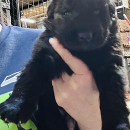 Green Diamond Male - Black male German Shepherd puppy in Puyallup, Washington from Majestic Royal German Shepherd’s
