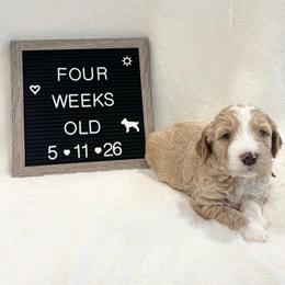 Marlin - Yellow and white male Bernedoodle puppy in Sparrows Point, Maryland from Rosie’s Puppies