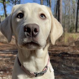 Lumi - Dilute Retriever