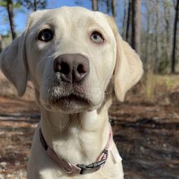 Lumi - Dilute Retriever