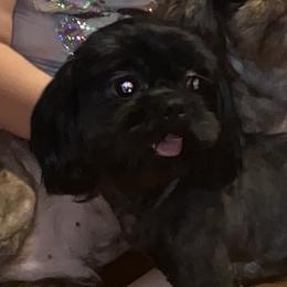 Coco - Shih Tzu