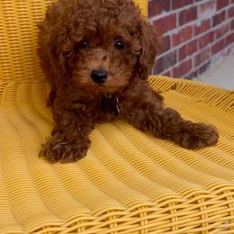 Louie - Red  male Poodle puppy in Okc, Oklahoma from Designer Poos By Diva