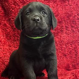 Male 5 Black - Green Collar - Black male Labrador Retriever puppy in Beaverdam, Virginia from Gold Heart Labradors