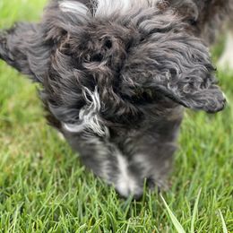 Aussiedoodle, Australian Shepherd, and Miniature Australian Shepherd Puppies from Amie's Aussies & Doodles