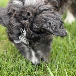 Aussiedoodle, Australian Shepherd, and Miniature Australian Shepherd Puppies from Amie's Aussies & Doodles