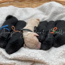 Poodle Puppies from Agape Standard Poodles