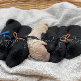 Poodle Puppies from Agape Standard Poodles
