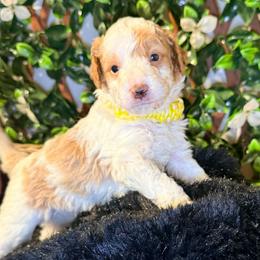 Boy 1 - Brown and white male Bernedoodle puppy in Cocoa, Florida from The Beach Doodles
