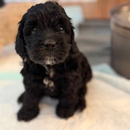 Raven (white chest) - Black female Cockapoo puppy in Colorado Springs, Colorado from Garrett Doodles