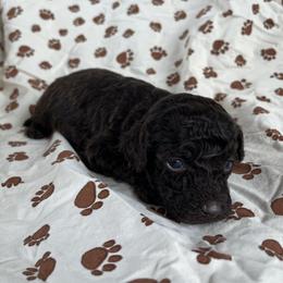 Mufasa - Brown male Poodle puppy in Mayville, Michigan from Kathy Maize