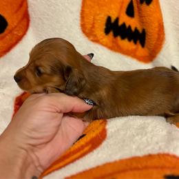 Bob - Red male Dachshund puppy in Timpson, Texas from Double S Kennel