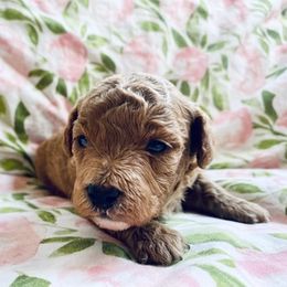 Poodles from Poodle Doodle Boyds