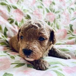 Poodles from Poodle Doodle Boyds