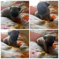 Girl 3 - Black female Pug puppy in Trenton, Tennessee from Brenda's Puppies
