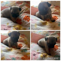 Girl 3 - Black female Pug puppy in Trenton, Tennessee from Brenda's Puppies