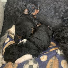 Bernedoodle Puppies from Bernedoodles of Utah