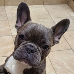 American Staffordshire Terriers and French Bulldogs from Pirouette Am Staffs and Incroyableu French Bulldogs