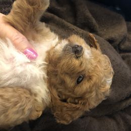 Goldendoodle Puppies from Stella’s Stunning Goldendoodles of VA