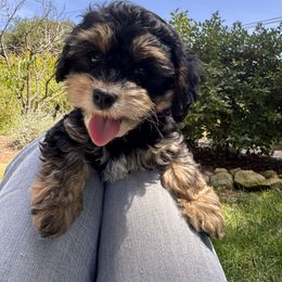 Bruno - Tri-color male Cavapoo puppy in California from Tinkerpups
