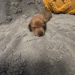 Red - Fawn (isabella) and cream male Dachshund puppy in Mulberry, Florida from J's Mini Dachshunds