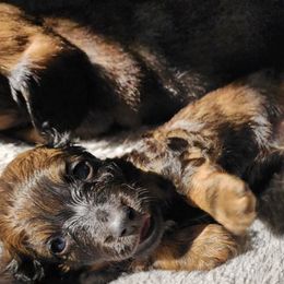 Dachshunds from Hot Dog Stand