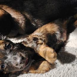 Dachshunds from Hot Dog Stand