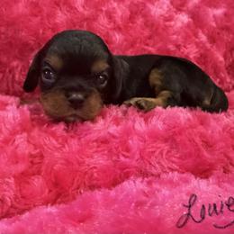 Louie - Tri-color male Cavalier King Charles Spaniel puppy in Cerro Gordo, North Carolina from Cloverleaf K9 Connections