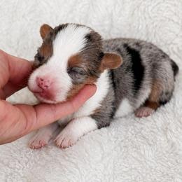 Riley - Blue male Pembroke Welsh Corgi puppy in Beggs, Oklahoma from Blue Diamond Corgi’s