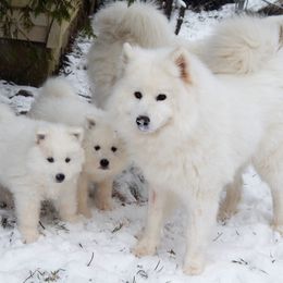 Samoyed Puppies from Rocking S Farm