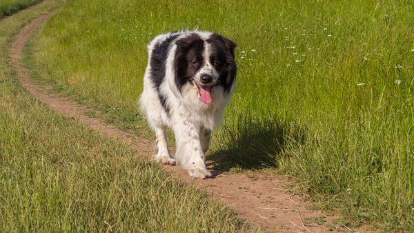 Find Karakachan puppies for sale