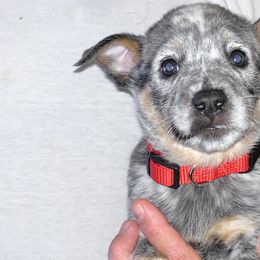 Girl 2 - Australian Cattle Dog puppy from BMK Heelers