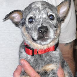 Girl 2 - Australian Cattle Dog puppy from BMK Heelers