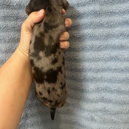 Tank - Dapple male Dachshund puppy in Grass Valley, California from Mis Doxie