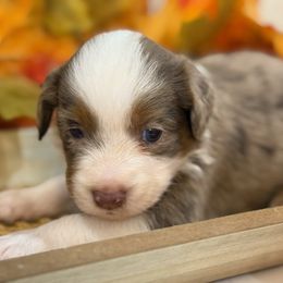 Barkley - Red merle male Miniature Australian Shepherd puppy in Ambrose, Georgia from Brandilyn's Aussies