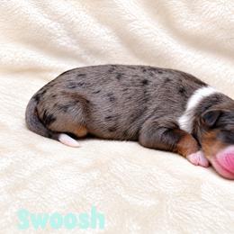 Swoosh - Blue merle male Bernedoodle puppy in Henry, Illinois from Rowe Farms Doodles
