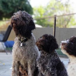 Lagotto Romagnolo Puppies from Crescendo Lagotto Romagnolos
