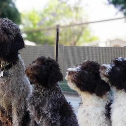 Lagotto Romagnolo Puppies from Crescendo Lagotto Romagnolos