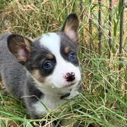Poison ivy - Blue female Pembroke Welsh Corgi puppy in Millsap, Texas from Punchy Pembroke Ranch