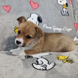 Pembroke Welsh Corgi Puppies from Pawm Springs Corgis