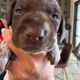 Eden - Liver roan female German Shorthaired Pointer puppy in San Antonio, Texas from Alvarado Farm Kennels, LLC