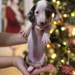 Lilly - Dapple female Dachshund puppy in Riverside, California from Rwennies951