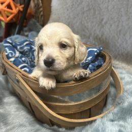 Dachshund puppies from Mel’s Pups
