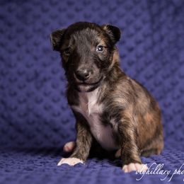 Silken Windhound Puppies from Amethyst Silken Windhounds