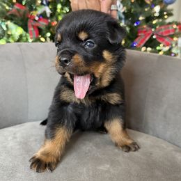 Black boy - Black and mahogany male Rottweiler puppy in Auburn, California from Vom Haus Flores