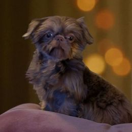 Daisy - Lilac female Shih Tzu puppy in Claxton, Georgia from Small Pawz Shih tzu