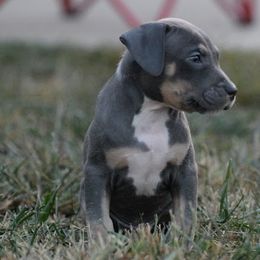Boy 1 - Blue American Bully puppy in Oak Grove, Kentucky from Warhorse Kennel