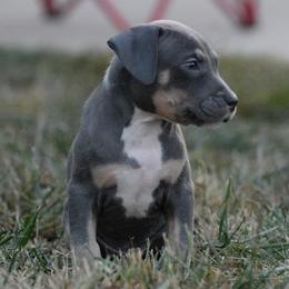 Boy 1 - Blue American Bully puppy in Oak Grove, Kentucky from Warhorse Kennel