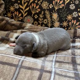Girl 2 - Blue female Italian Greyhound puppy in Plains, Georgia from Amayz Italian Greyhounds