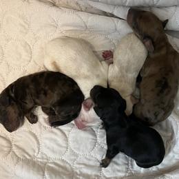 Dachshund Puppies from Witchy Woman’s Wiener’s