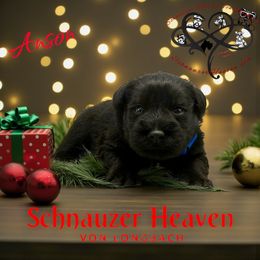 Anson AKC - Black male Miniature Schnauzer puppy in Pelzer, South Carolina from Schnauzer Heaven Von Longbach